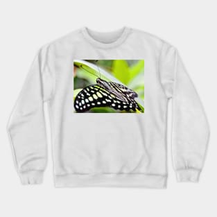 Tailed Jay Butterfly Crewneck Sweatshirt